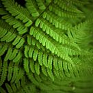 Fernscape