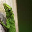 Lizard