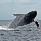 Humback Whale