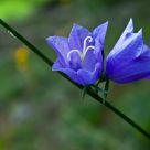 Campanula