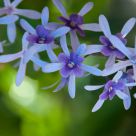 Blue Flowers