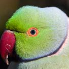 Parrot up close