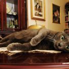 the cat on the table