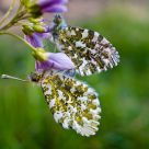 Butterfly copulation