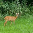 Ree (Capreolus capreolus)
