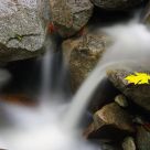 Yellow Leaf And Small Falls