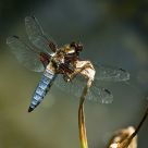 Blue Bodied Chaser