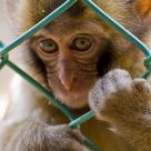 Caged