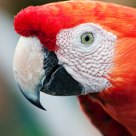 Macaw