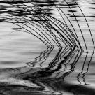Grassy Abstract