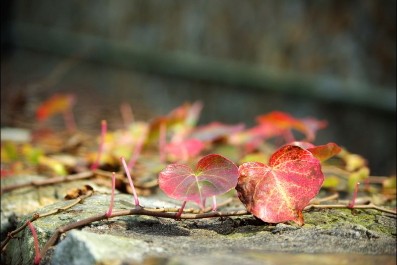 A Pair of Lovely Leaves