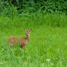 Ree (Capreolus capreolus)