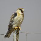 Black-shouldered Kite, juv