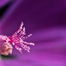 pink drops