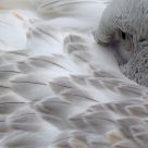 Guarding Eye