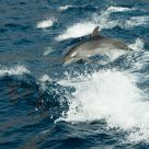Jumping wild  Dophin