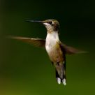 High-speed Bird Capture in with High-speed Shutter