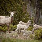 Mother and Children