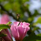 Covered in Pollen