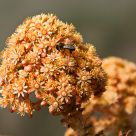 Wild Flowers