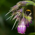 Bombus pascuorum