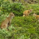 Lynx Family