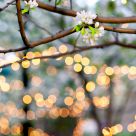 Spring Light