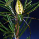 Spider Sitting And Waiting