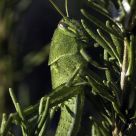 Morning Light On Grasshopper