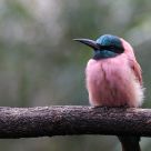Bee-eater