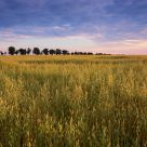 Trees in the field