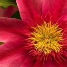 Clematis.