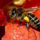 Abeja libando