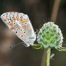Butterfly (and bugs)