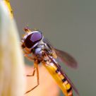 syrphe