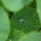 Drop