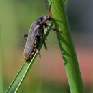 insecte