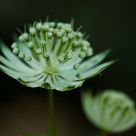 Delicate light green