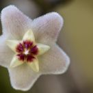 Fleur de Porcelaine