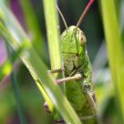 Grasshopper