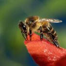 Abeja posada