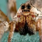 AraÃ±a