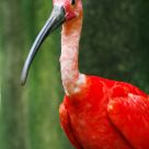 Red Ibis