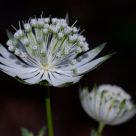 Delicate Flower