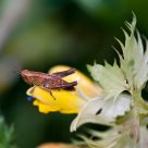 Bug on Yellow flower