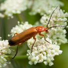 Red Bug