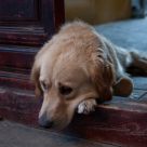A Sad Dog