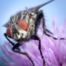Sarcophaga carnaria