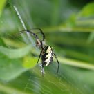 Web Walker