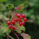Red berries